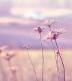 10月一日是什么星座（阳历10月一号是什么星座）